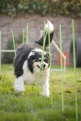 Tricolor border collie in agility slalom on individual intensive training at home.