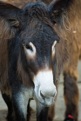 Fototapeta premium Esel