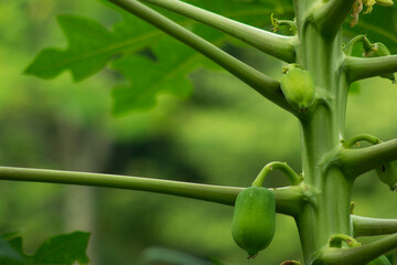 Fototapeta premium Fresh Green Papaya that the fruit of the angels