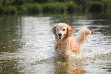 yellow mix breed dog is jumping in the water. She is really good swimmer.