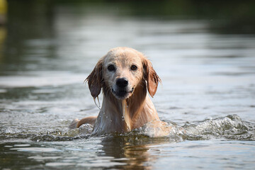yellow mix breed dog is jumping in the water. She is really good swimmer.