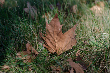 Fallen maple leaf in green grass.