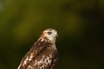 Closeup of head and upper body of Red-tailed Hawk