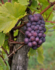 GRAPE OF THE PINOT GRIS SORT IN CROATIA