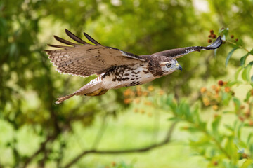 Red-tailed Hawk soaring by trees with wings spread wide