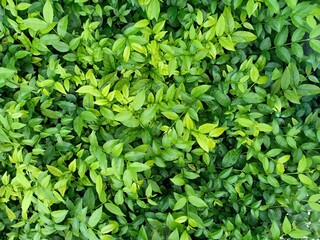 Obraz premium Pattern of green leaves for background.