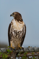 Red-tailed Hawk on fence looking back over its shoulder