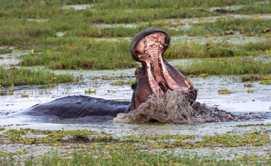 Hippo yawn