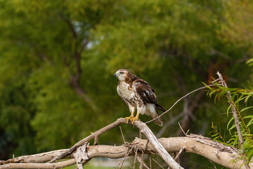 Red-tailed Hawk perched on dead branch of fallen tree