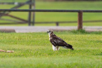 Red-tailed Hawk standing near fish carcass in grass