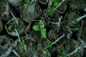 Fototapeta premium Apple kul or boroy Large seedlings plants