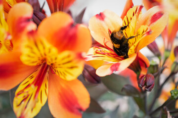 Obraz na płótnie Canvas A bumblebee inside of a brightly coloured yellow, orange and red Alstroemeria lily.