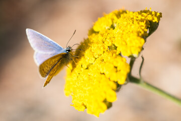 Common blue butterfly on yellow yarrow ' gold plate' flowers.