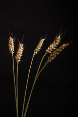 a group of wheat ears on black background
