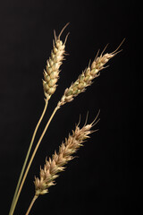 three wheat ears on black background