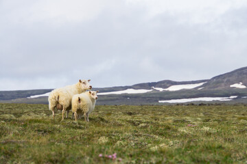 Obraz premium Sheep With Lamb on Grass Looking Into Camera With Snow-Capped Mountain Scenery in the Highlands in Iceland