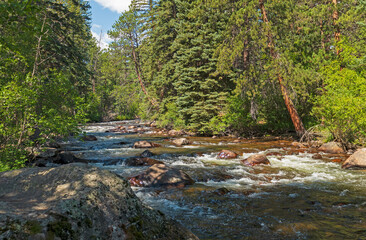 Mountain Stream Running Through the Pine Forest