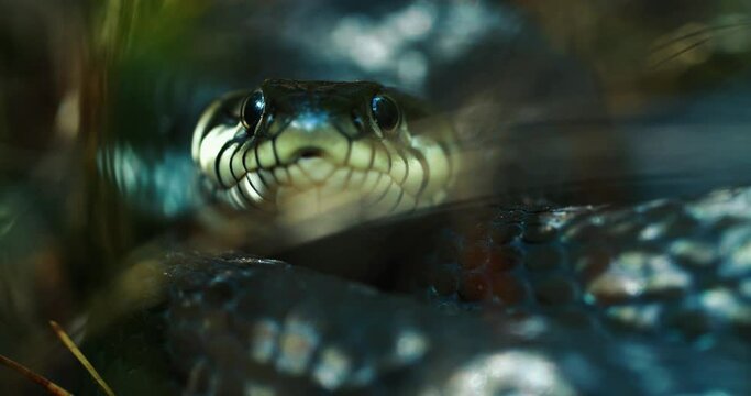 Dice Snake Swims through Marshes of Swamp Thickets and Algae. Natrix