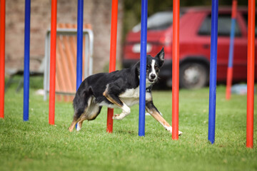 Agility slalom and border collie. Black and white Border collie is running  race on czech agility...
