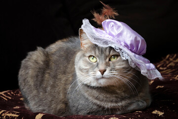 Cat wearing hat with feather