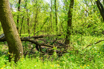 View on green forest at summer