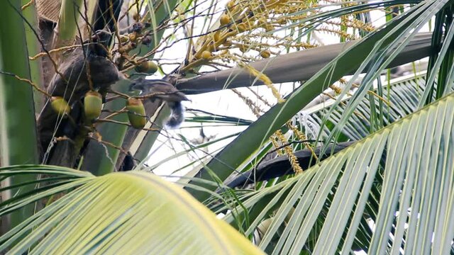 Two Indian palm squirrels (Funambulus palmarium) is eating the flowers of a palm tree. Sri Lanka
