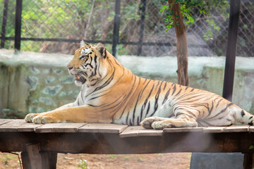 Relaxing bengal tiger sitting in the zoo