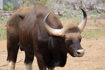 Indian bison (Gaur) in the national park