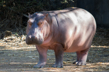 big fat Hippopotamus on land