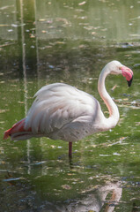 Flamingo bird standing still in the water