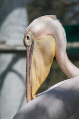 Closeup view of Great white pelican