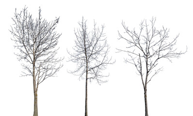 winter isolated three trees with bare branches