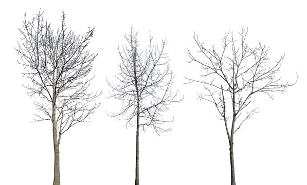 winter isolated three trees with bare branches