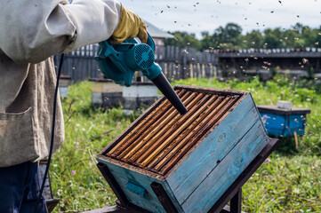 The beekeeper blows out bees from hive with blower to remove honeycomb.