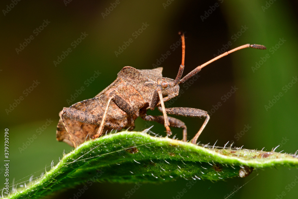 Poster Lederwanze / Dock bug (Coreus marginatus) 