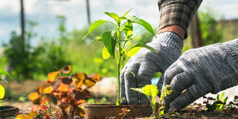 man hands plant green eggplant seedling in pot closeup