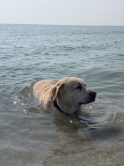 labrador acqua cane salvataggio 