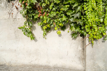 Bright green fresh plants grow on light dirty cement wall as background