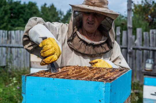 Macro shot of a bees inside honeycombs. The man hands of the beekeeper take out a hive part.