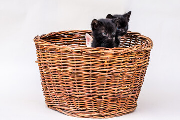 Fototapeta na wymiar two adorable black kitten with blue eyes in wooden basket isolated