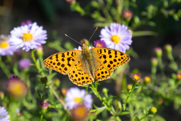 A beautiful yellow butterfly with black spots sits on the autumn flowers of the Belgian asters.