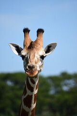 Giraffenkopf mit breiten Ohren