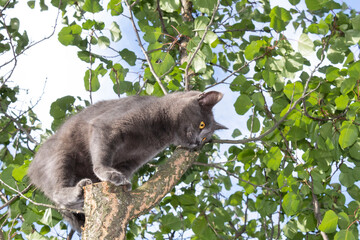 A gray cat sits on a stump from a sawn branch of a tall tree and looks down.