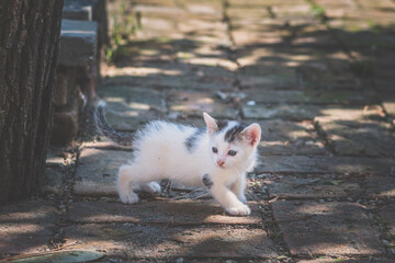 Naklejka na ściany i meble adorable timid kitten in the garden