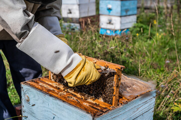 Bee master on apiary. Man in protective hat works with beehive. Beekeeper examining bees on a bee...