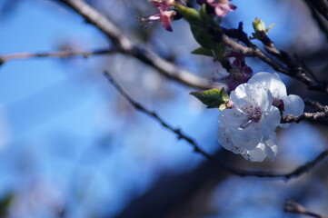 flores de damasco, abeja primavera