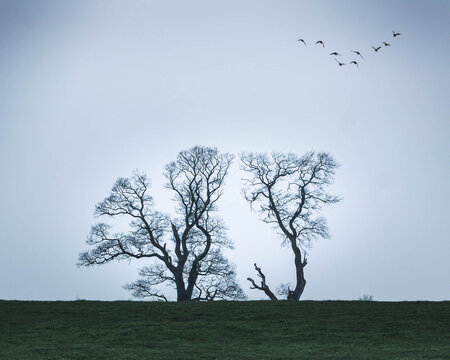 The lonely tree in the field and birds flying over it