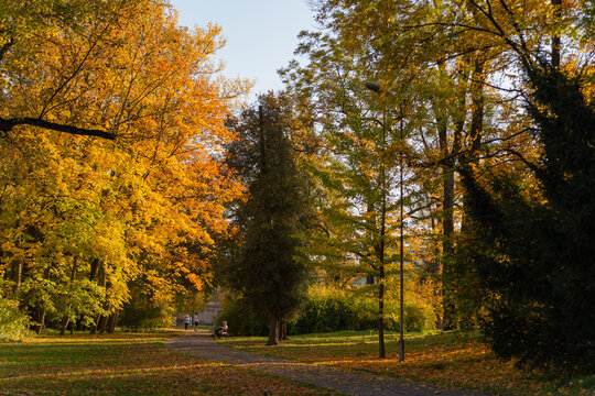 walking path between trees with yellow leaves in Wilanow park Poland in autumn photo wallpaper