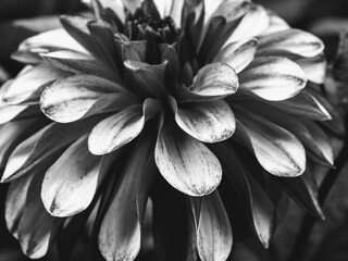 black and white image of a dahlia flower