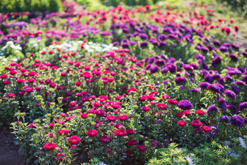 Field of chrysanthemums at sunlight